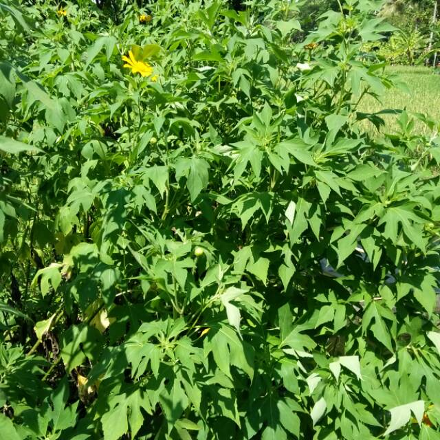 BIBIT INSULIN STEK.. TANAMAN OBAT