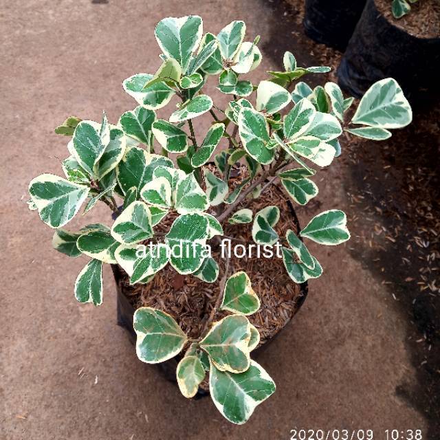 Tanaman hias Ficus Triangularis Variegata