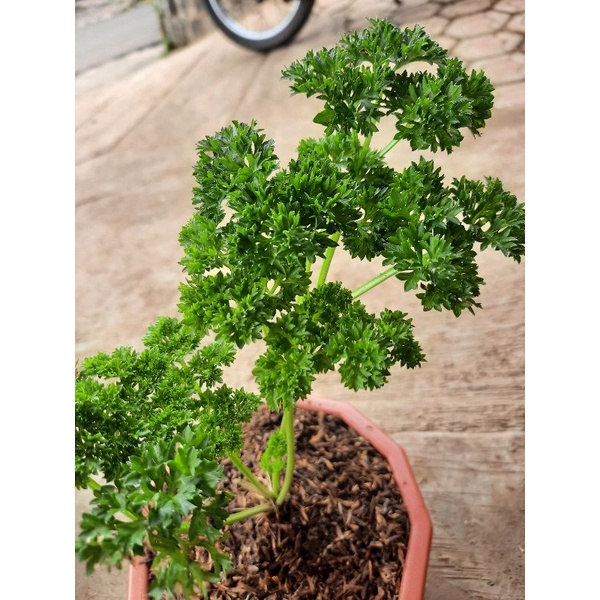 Bibit Tanaman Parsley atau Peterseli Untuk Bumbu Dapur