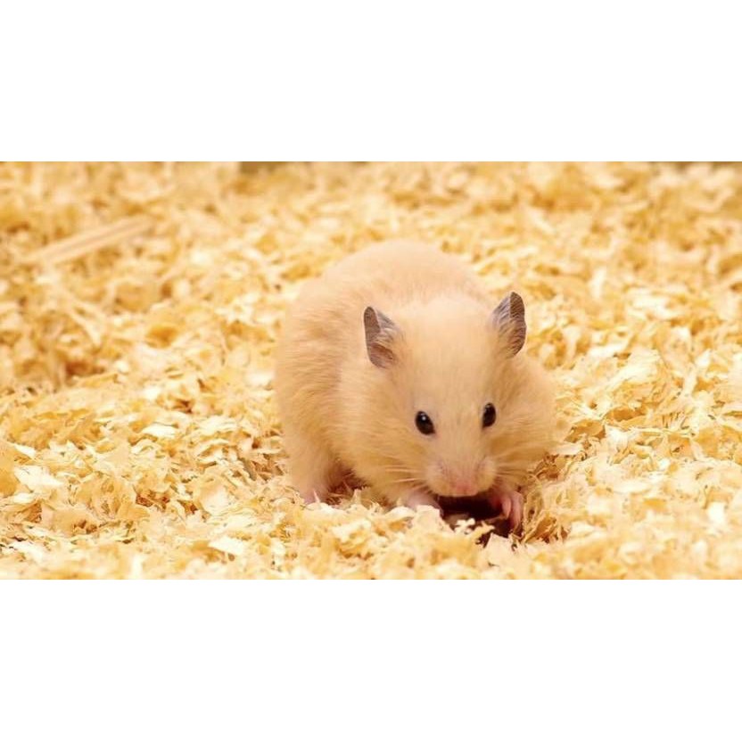 Chipsi serbuk kayu kelinci hamster 1kg