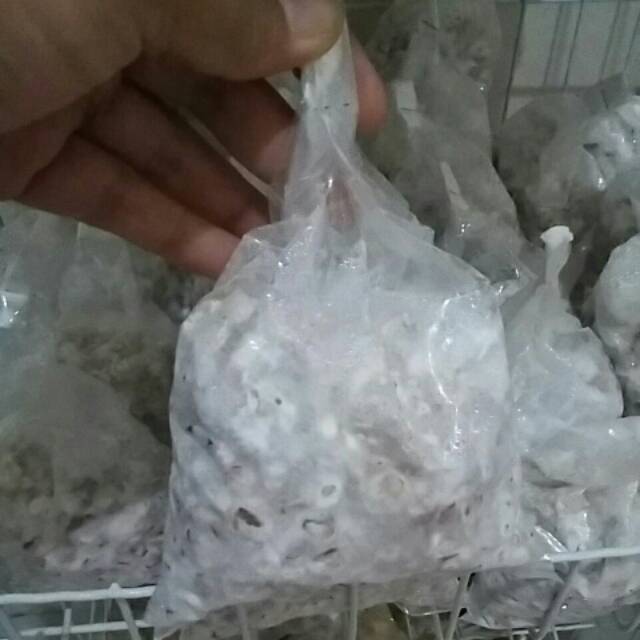 

F2 bibit jamur tiram best seller,langsung pesan