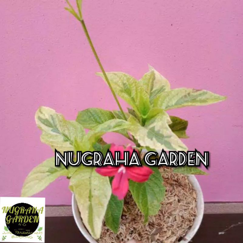 Tanaman Hias Ruellia daun putih(bunga merah)