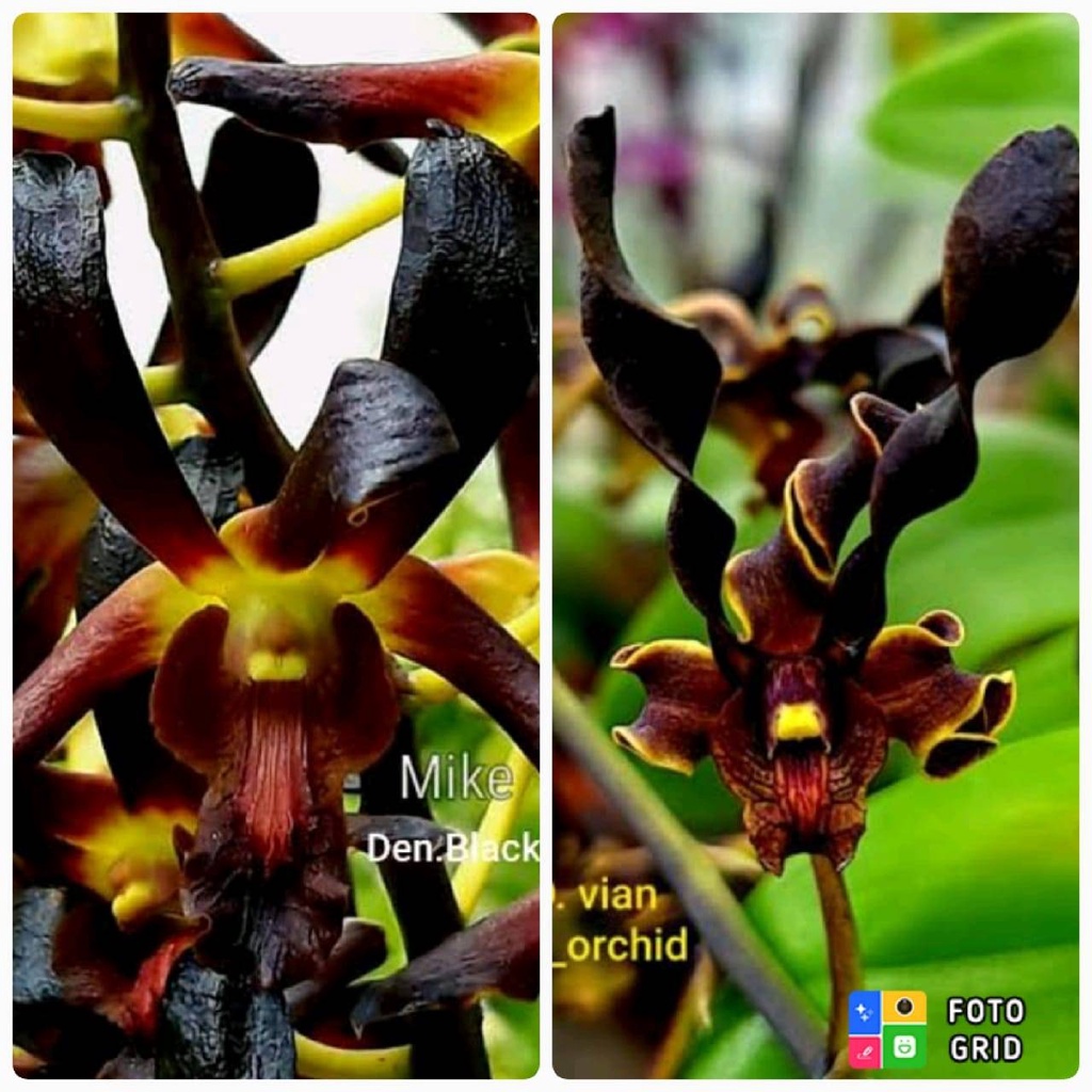 Seedling Anggrek Dendrobium Black Spider x Vian