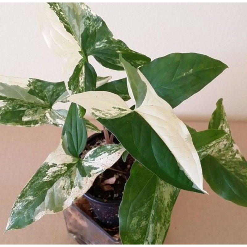 TANAMAN HIAS SYNGONIUM VARIEGATA - TANAMAN HIAS INDOOR MURAH TERBAIK