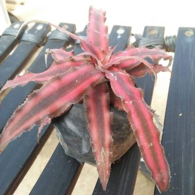 Tanaman Hias - Cryptanthus Merah