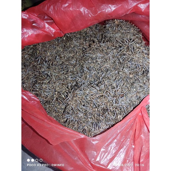 benih/bibit kenikir, keningkir sayur/lalap