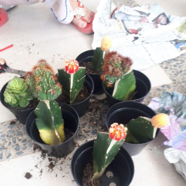 Paket Hemat 3 Pcs Plus Pot