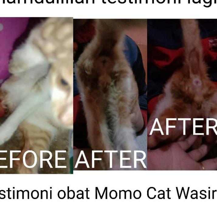 [KODE PRODUK IVQAV7662] OBAT WASIR KUCING(AMBEIEN) ATAU ANUS KELUAR SANGAT PATEN