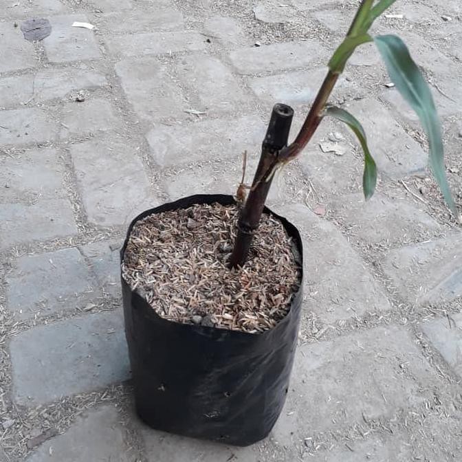 DiskonDiskon Tanaman Hidup Tebu Ireng Tebu Hitam Tebu Wulung Bibit Tebu Ireng '