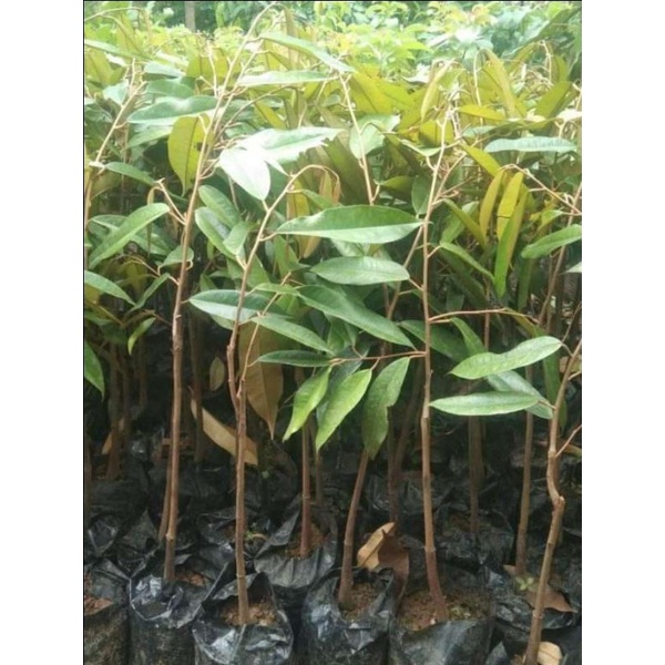 bibit durian montong, bibit durian musangking dan bibit durian duri hitam