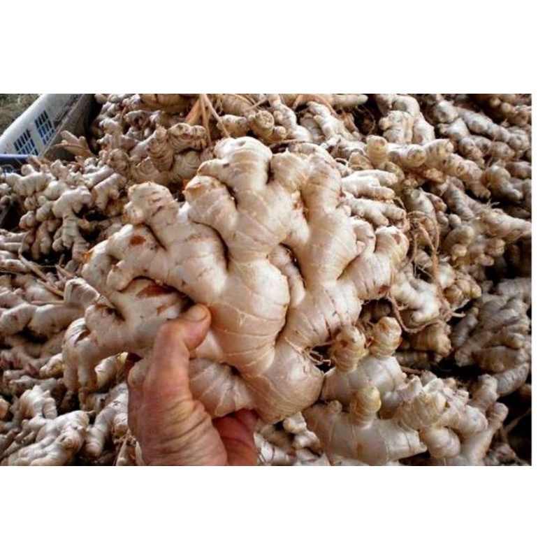 

JAHE GAJAH#JAHE MURAH 1KG#JAHE KEBO#JAHE PUTIH#JAHE FRESH#JAHE SEGAR#JAHE LOKAL