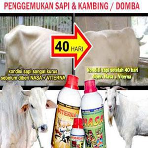 Paket Penggemukan Ternak Sapi Potong Kambing Domba Shopee
