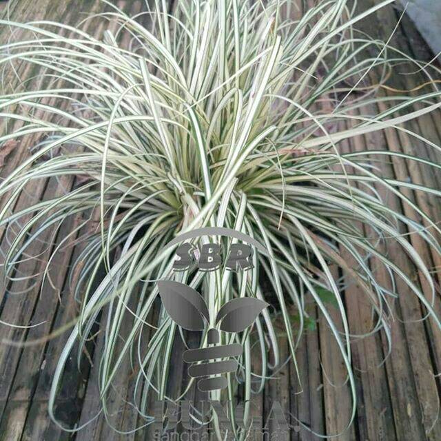 Lili paris daun kecil spider plant