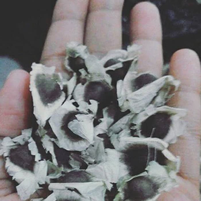 

benih bibit biji Kelor Moringa Lamuce Lamutze 1kg