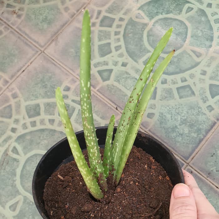 Bibit Pohon Lidah Buaya Aloe Vera JUMBO