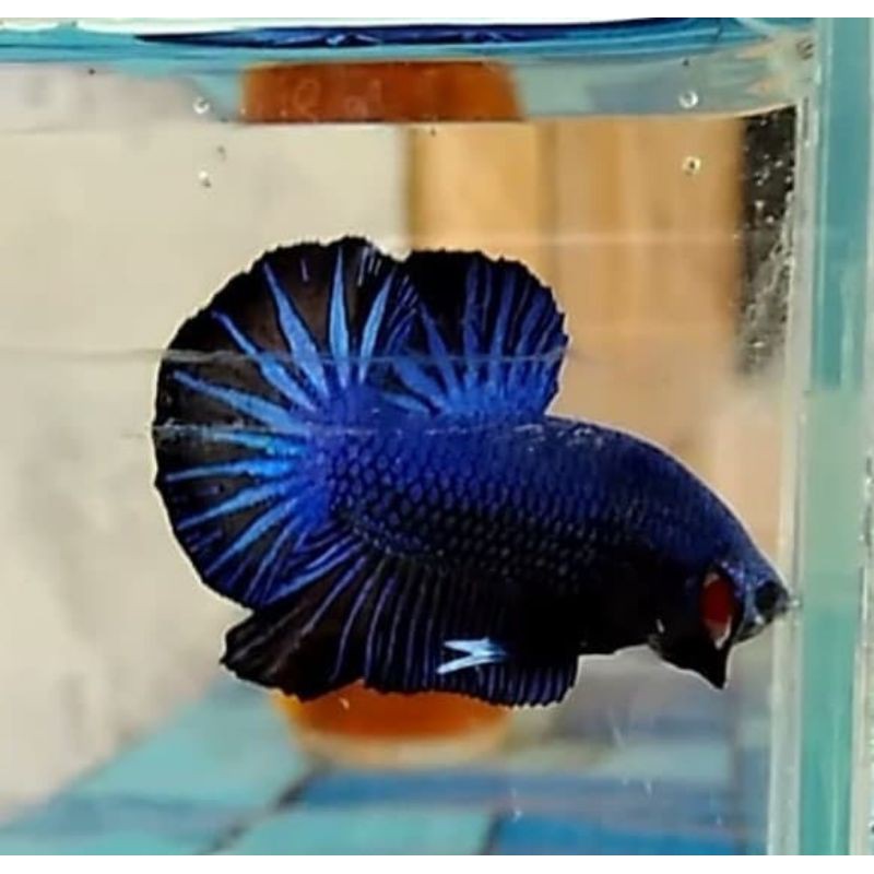 ANAKAN CUPANG FANCY CELLO/BESGEL BETINA/JANTAN