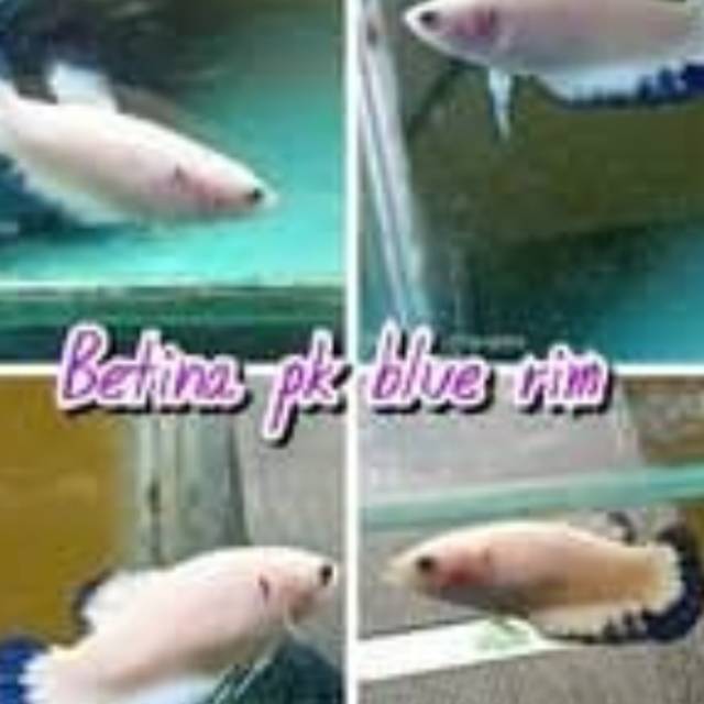 Betina cupang  blue rim