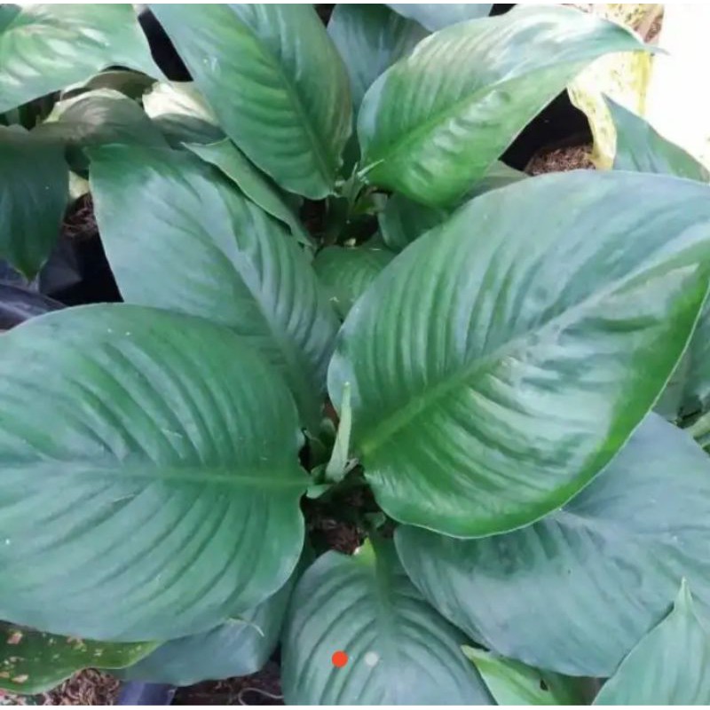 Bunga Mataloa yg cantik menawan