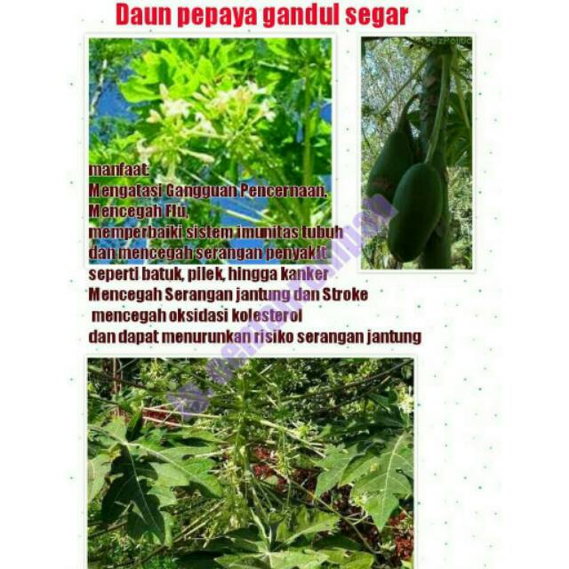 

Daun pepaya gantung segar/daun kates gandul segar