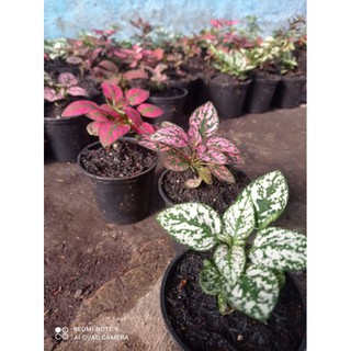 Bibit bunga Hypoestes  beli 1 paket isi 3 bisa Shopee  Bibit bunga Hypoestes  beli 1 paket isi 3 bisa Shopee