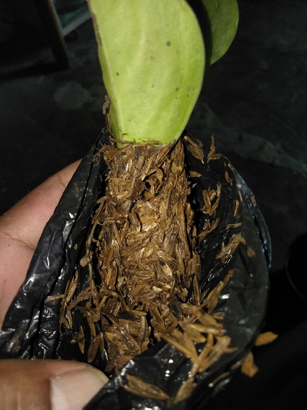 Murah Tanaman Hias Indoor Paperomia Hijau - Jade