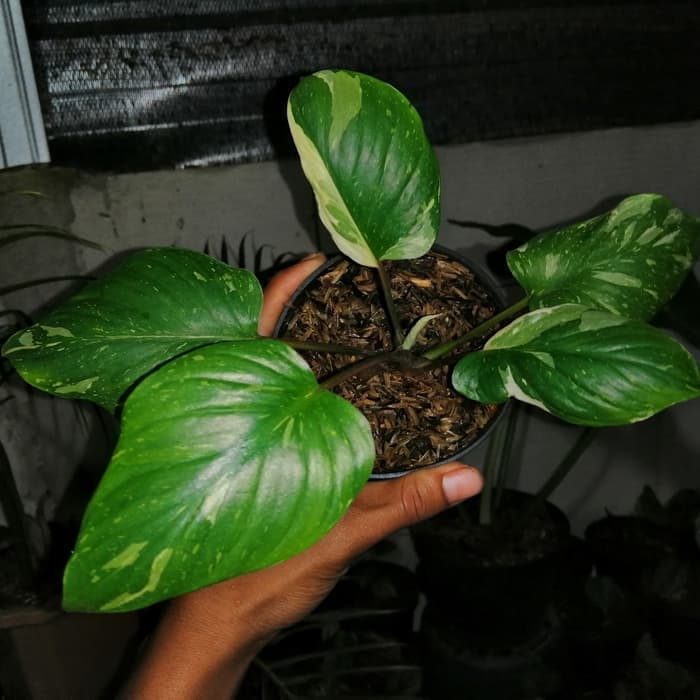 Jual tanaman hias homalomena thai - homalomena variegata _