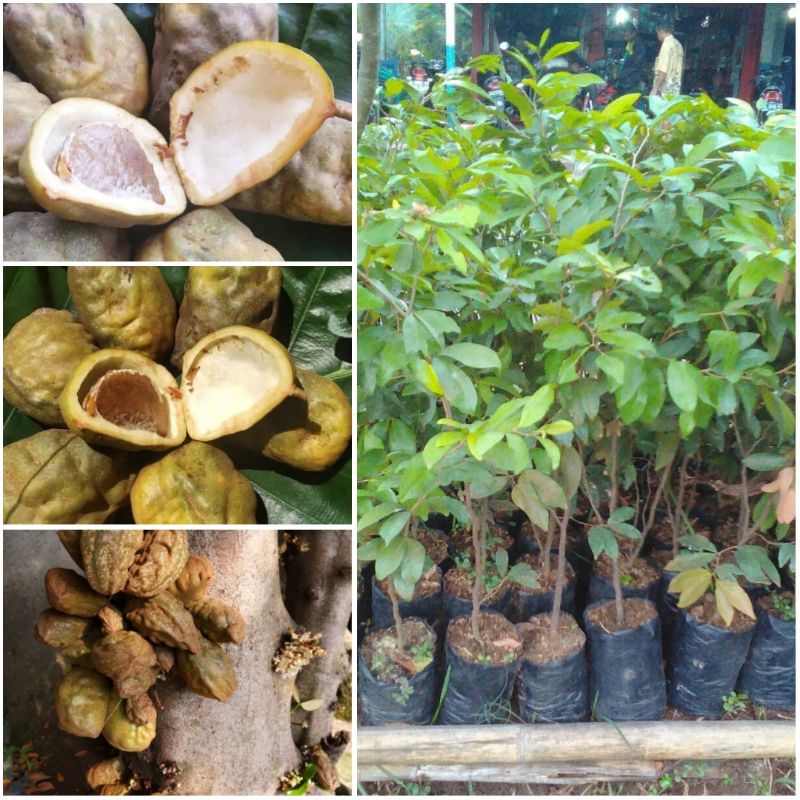 Bibit Buah Nam-Nam Buah Langka - Bibit Buah