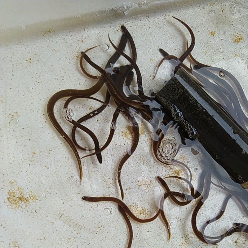 Sidat Hidup Ukuran -+5gram per ekor, Bibit Sidat Jual Eceran per Ekor