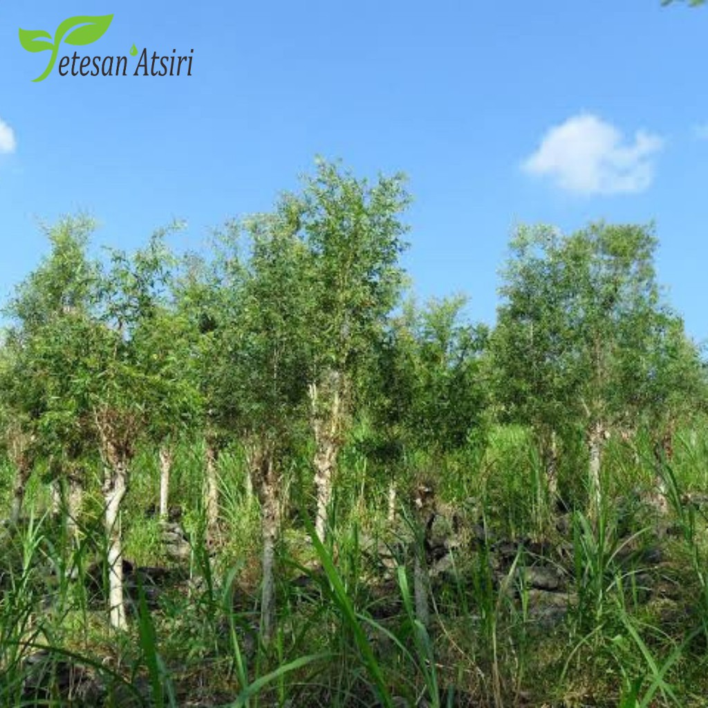 1 liter minyak atsiri kayu putih minyak kayu putih murni cajuput oil cajeput oil 100% asli suling