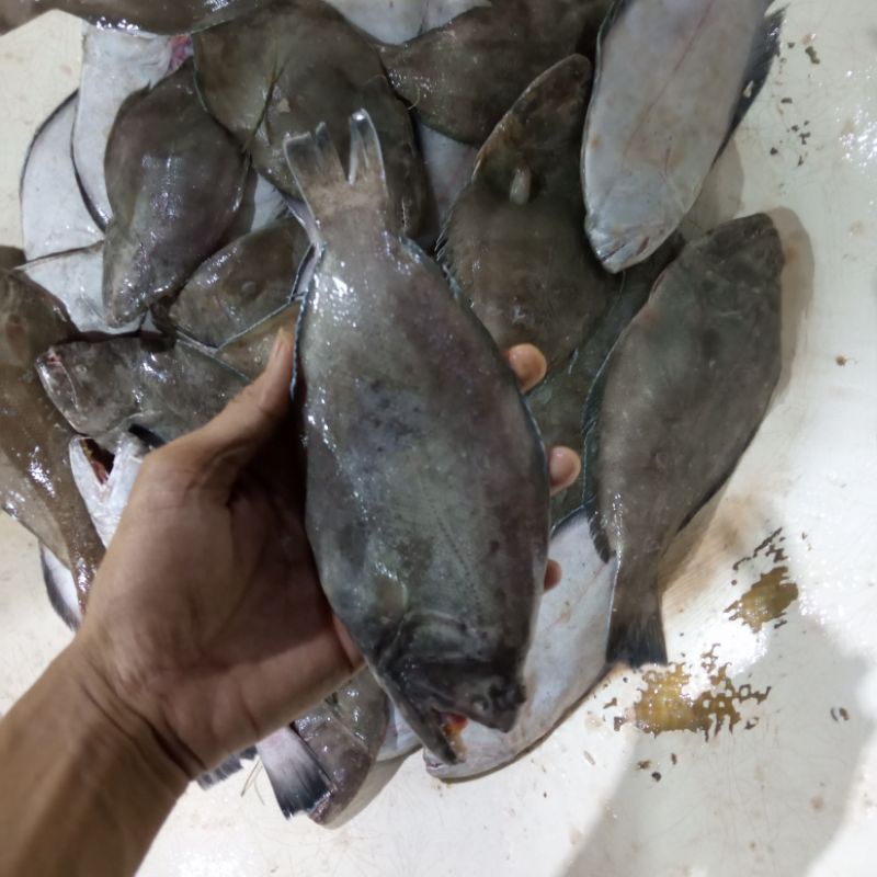 

Ikan Sebelah Ikan Laut Segar Seafood Hasil Laut Segar 1 Kg