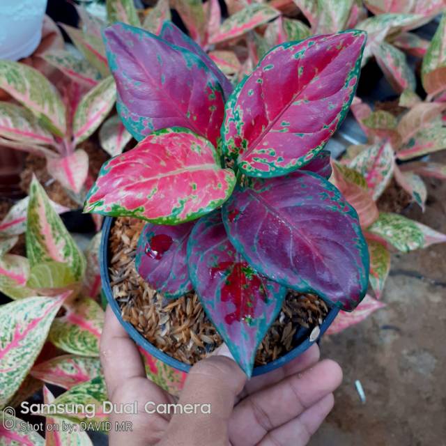 Aglaonema Black maroon