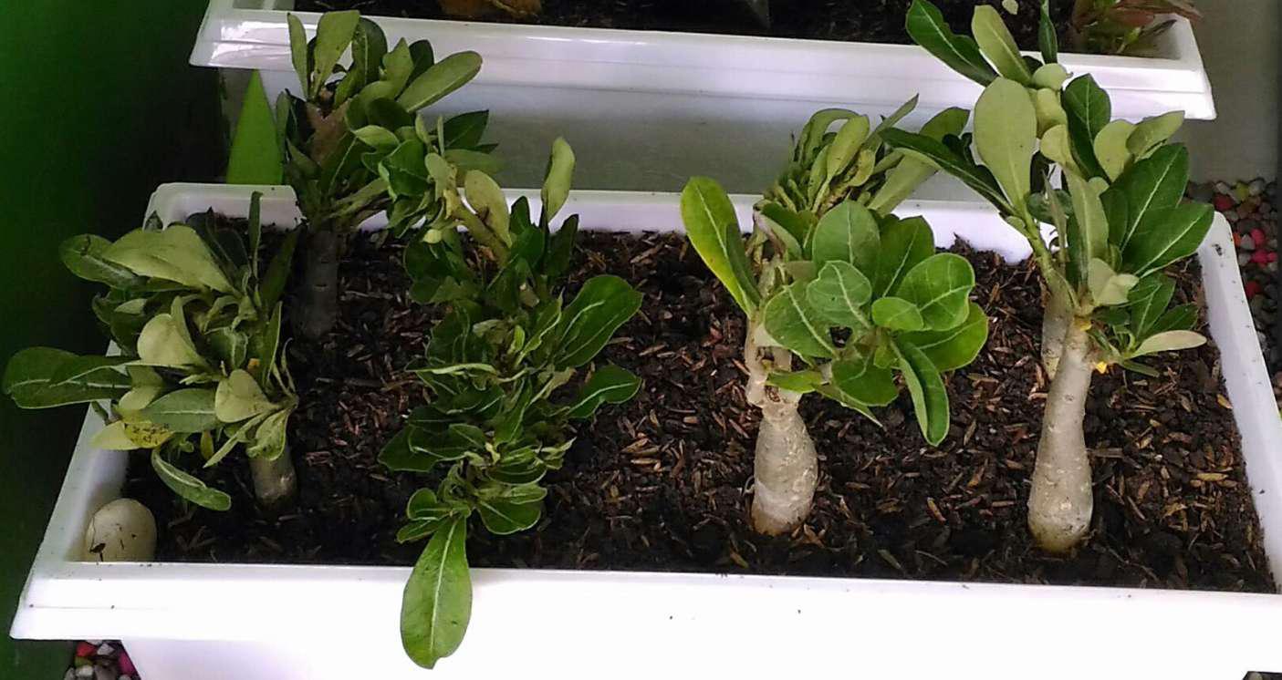 Bibit Tanaman Hias Adenium Kemboja Jepang Bunga Tumpuk Meng Qian