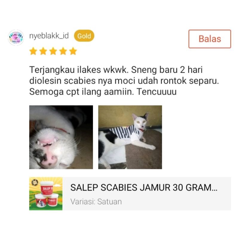 SALEP SCABIES JAMUR OBAT SCABIES KUCING ANJING HAMSTER KELINCI AMPUH