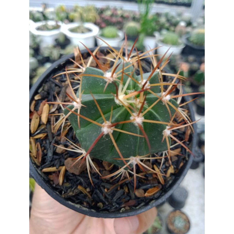 Melocactus ownroot - kaktus melo ownroot