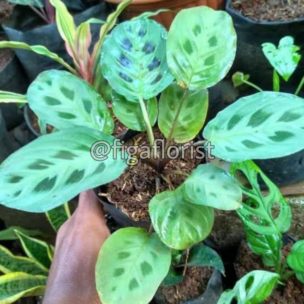 Tanaman Calathea Kelinci Tanaman Hias Indoor Calatea