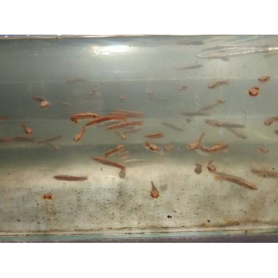 BIG Promo Ikan/anakan gabus Toman ukuran 5-6cm