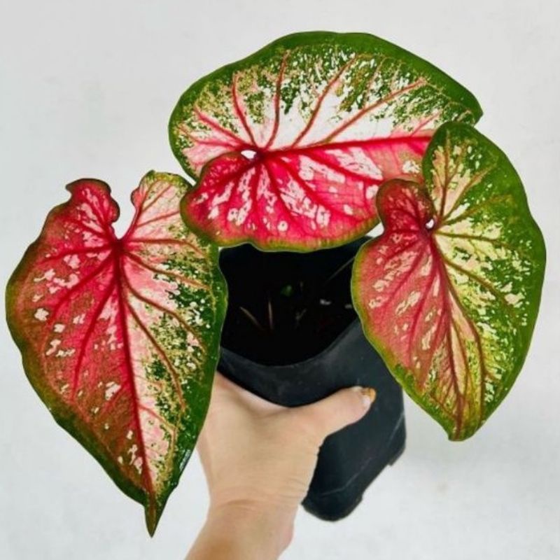 TANAMAN HIAS CALADIUM RED CLONE KELADI RED CLONE