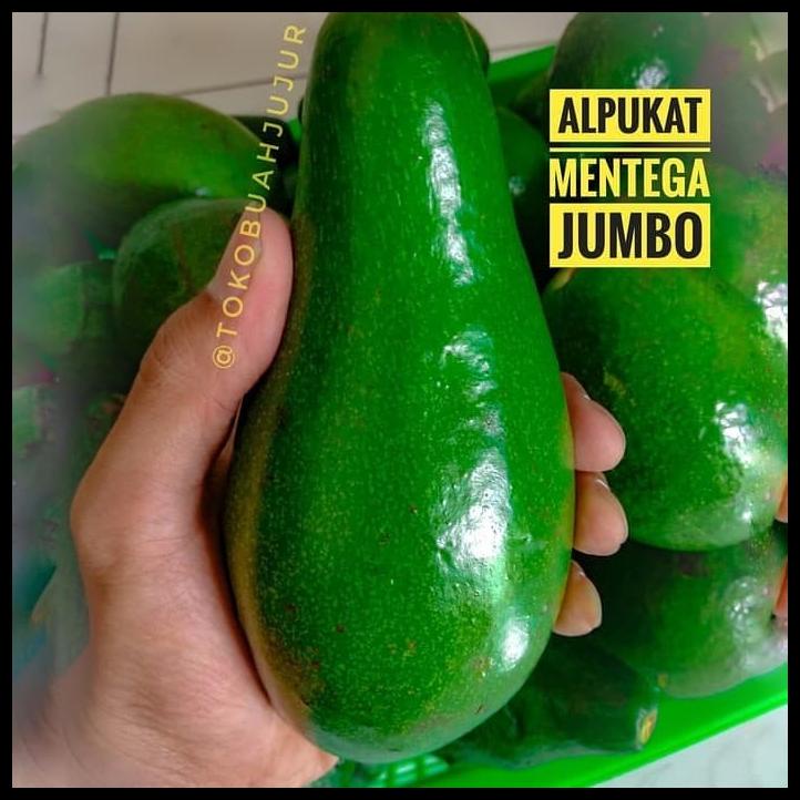 

Peluang Bisnis Alpukat Mentega Jumbo