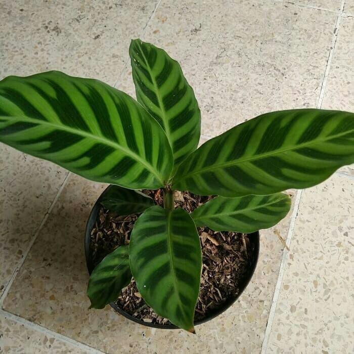 Tanaman Hias Calathea Zebrina - Calathea Zebra bergaransi