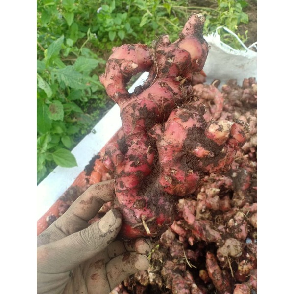 

JAHE MERAH 1 KG