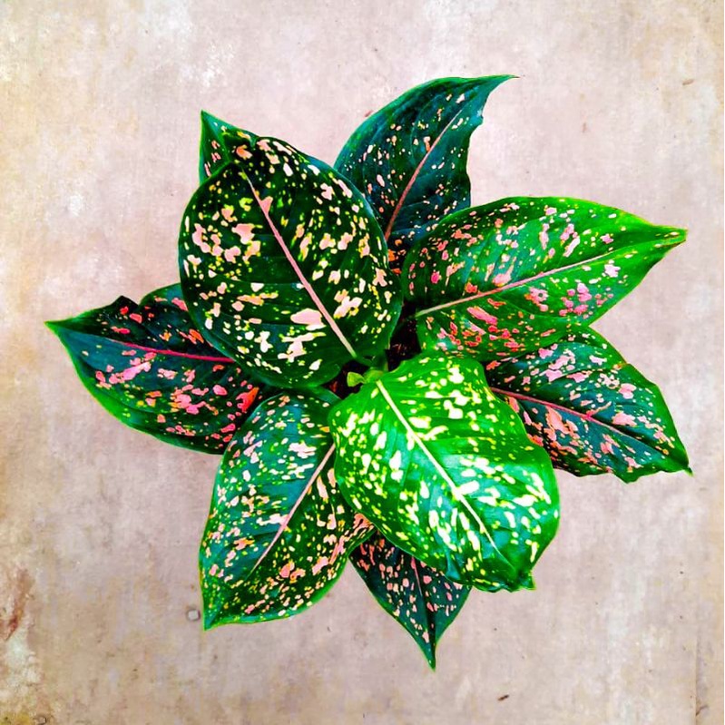 Aglonema Pink Dalmation/Tanaman Hias Hidup Murah Remaja