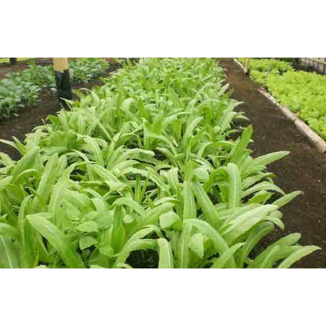 Benih Bibit Lettuce Siomak- 200benih