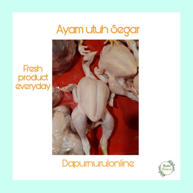 

Ayam negri - ayam boiler fresh 1 ekor