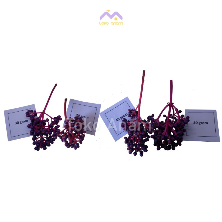 

BUAH PARIJOTO MURIA SUPER MURAH 20 - 50 GRAM PENYUBUR KANDUNGAN ALAMI
