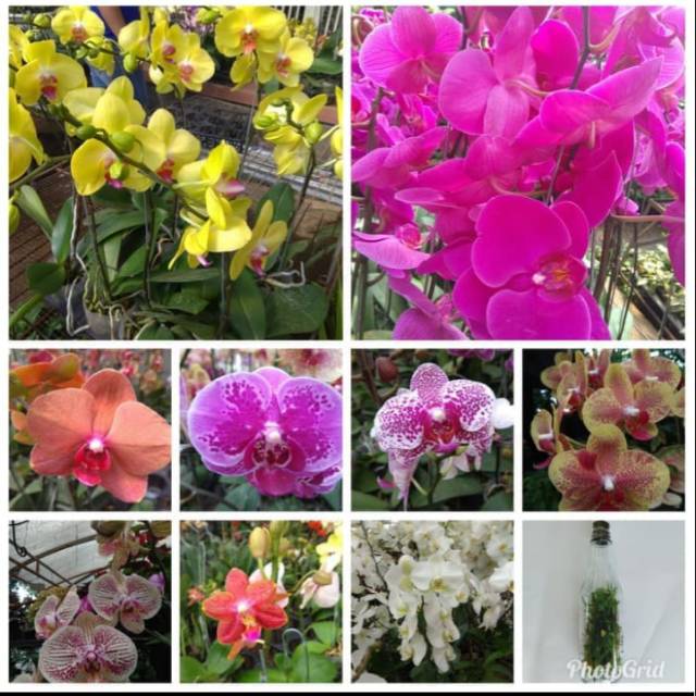 Bibit anggrek dalam botol dendrobium,bulan,vanda dan cattleya