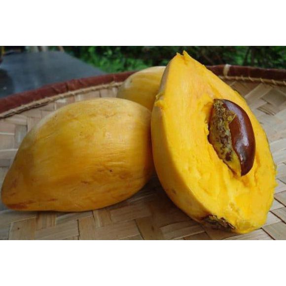 Dm12 Bibit Sawo Mentega Alkesah / Bibit Buah / Tanaman Laris Murah