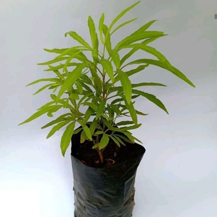 tanaman anti nyamuk zodia - tanaman hias zodia