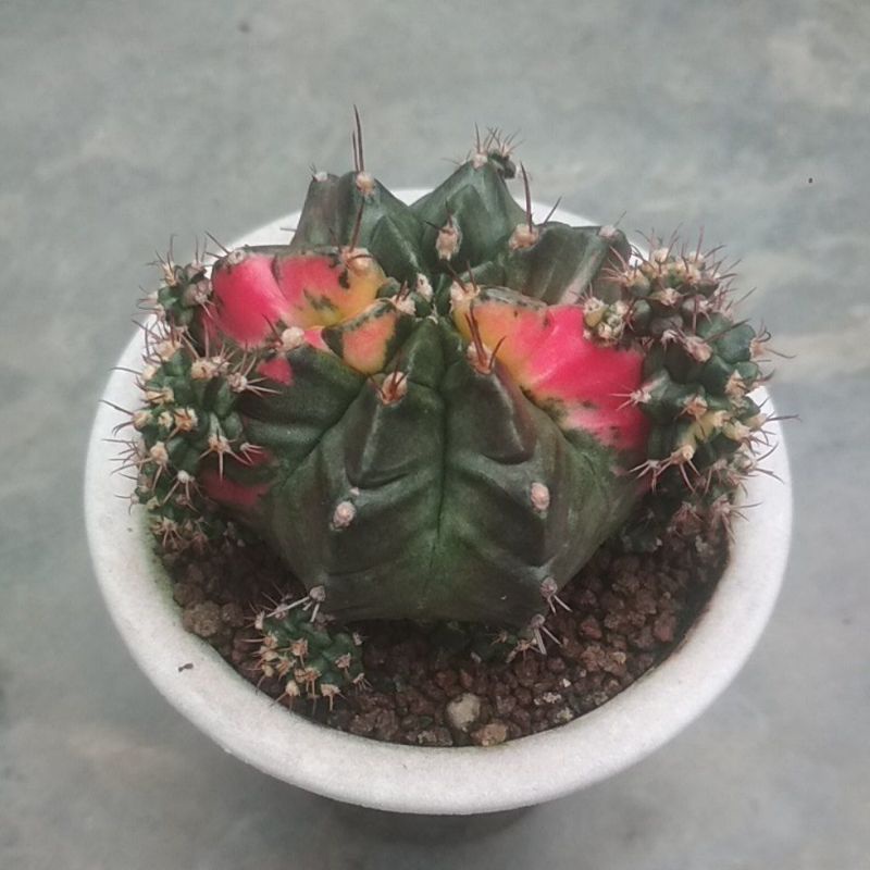 kaktus T31115 varigata