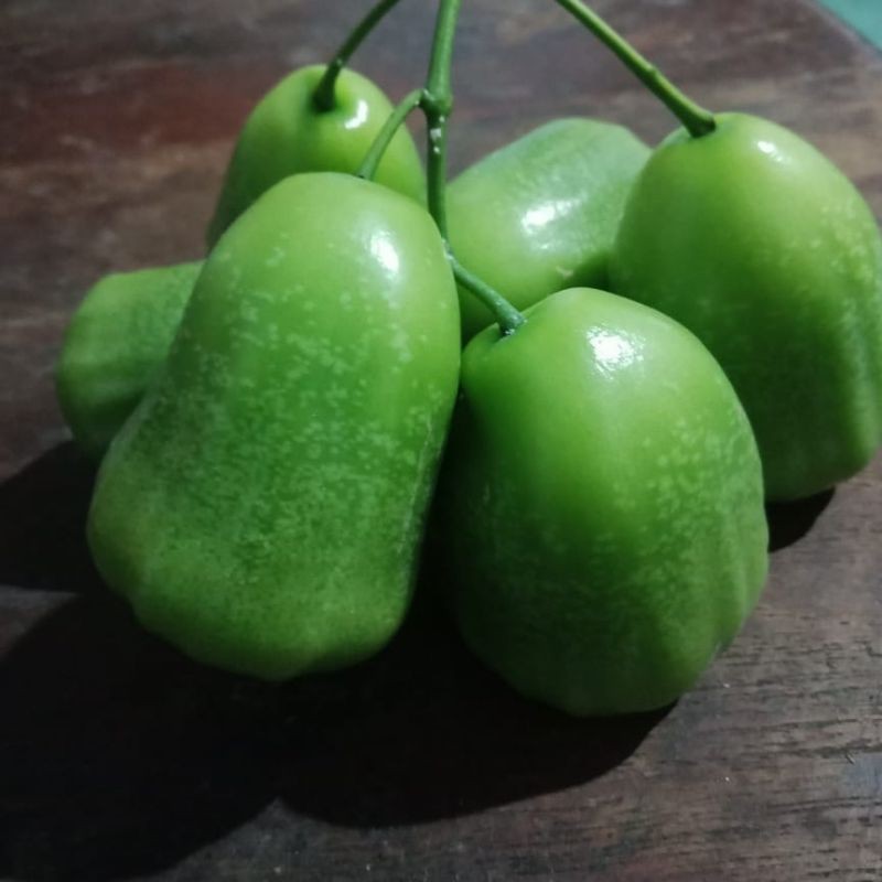Bibit Jambu Air Khiojok Jamin Valid