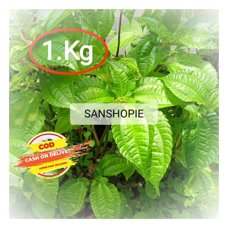 

Sayuran Lalapan Daun Pohpohan poh pohan Segar 1 kg